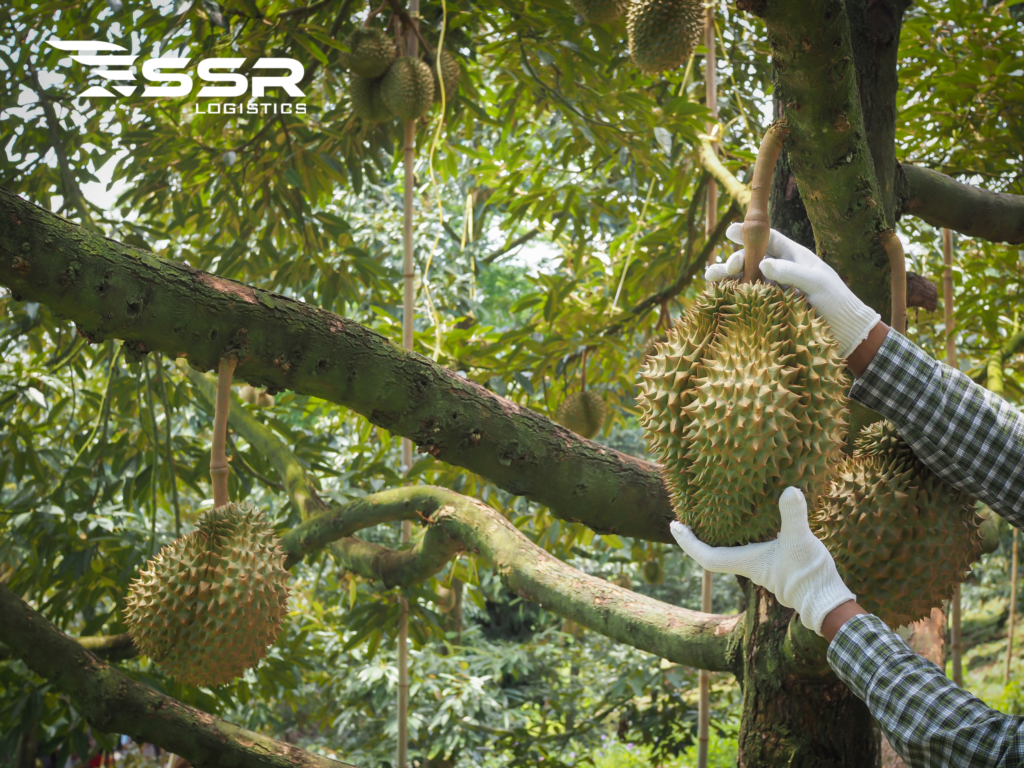 Durian-export-opportunities-challenges-development-strategy 